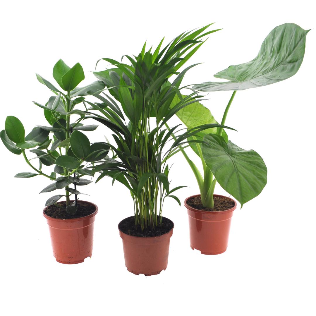 Trio de 3 plantes d'intérieur