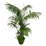 Kentia Palm XXL - 260cm - ø35
