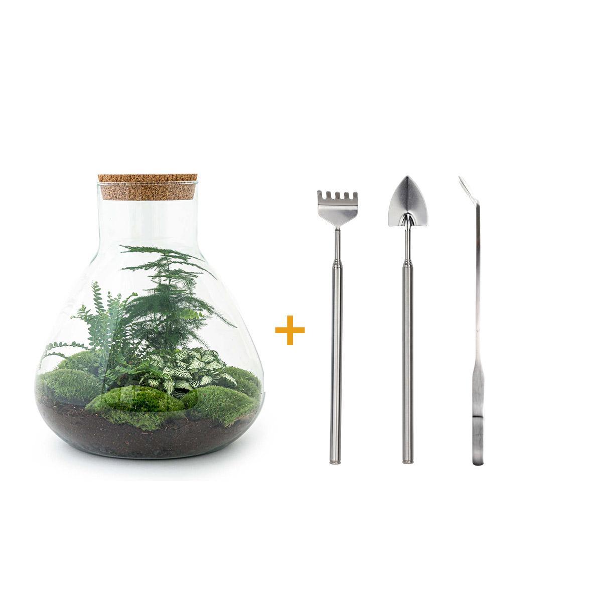 Kit Terrarium DIY 3 plantes - SAMOS – La Green Touch