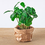 Kit rempotage plantes pour terrarium