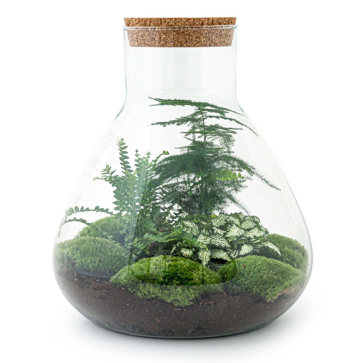 DIY Terrarium Kit 3 Pflanzen - SAMOS