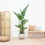 Strelitzia Augusta multi-tronc