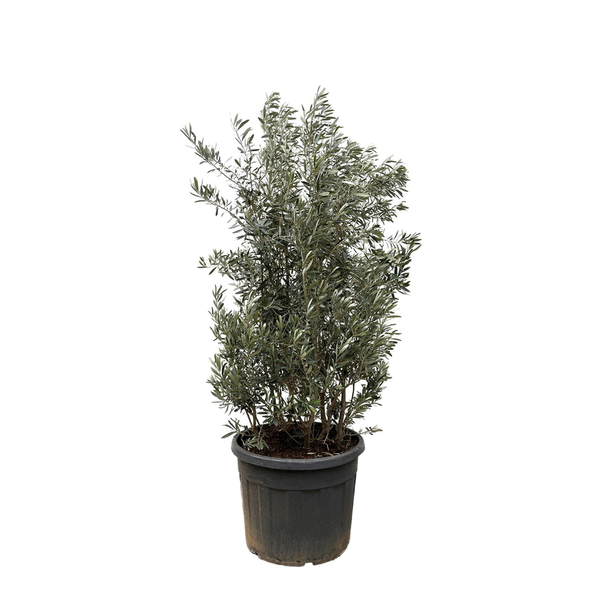 Olivier buisson - Olea europaea - H 225 cm, pot Ø50 cm
