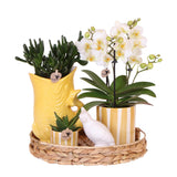Gift Set Mediterranean Sunset – Orchidée Phalaenopsis Lausanne & Succulentes | Pots céramique inclus