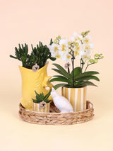 Gift Set Mediterranean Sunset – Orchidée Phalaenopsis Lausanne & Succulentes | Pots céramique inclus