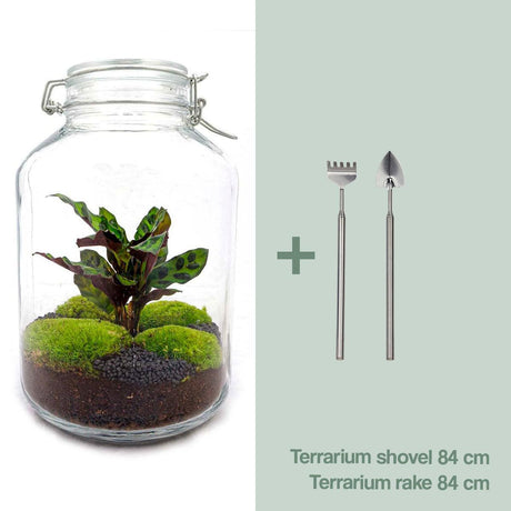 Composer son terrarium avec un Kit terrarium plante DIY – La Green Touch
