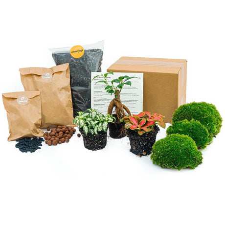 Plant repotting kit for terrarium