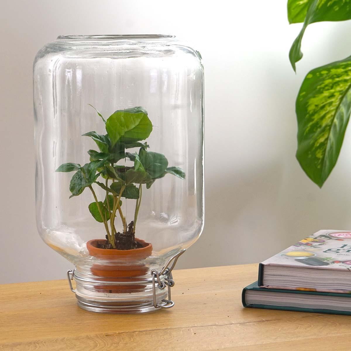 Easyplant - Baby plante sous verre