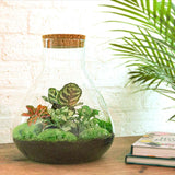DIY Terrarium Kit 3 planter - SAMOS