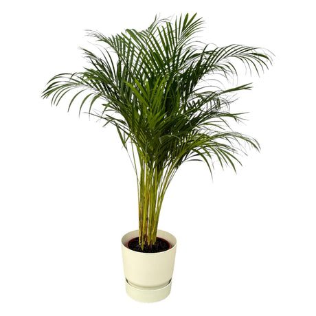 Stor Areca Palm - Flere størrelser og potter