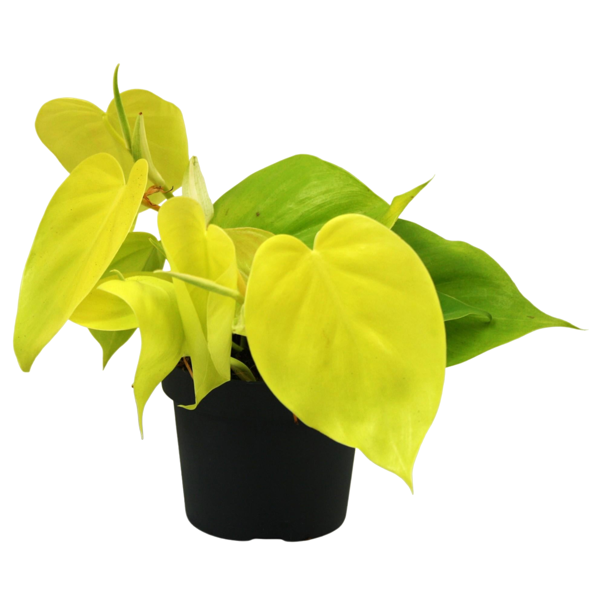 Philodendron Lime