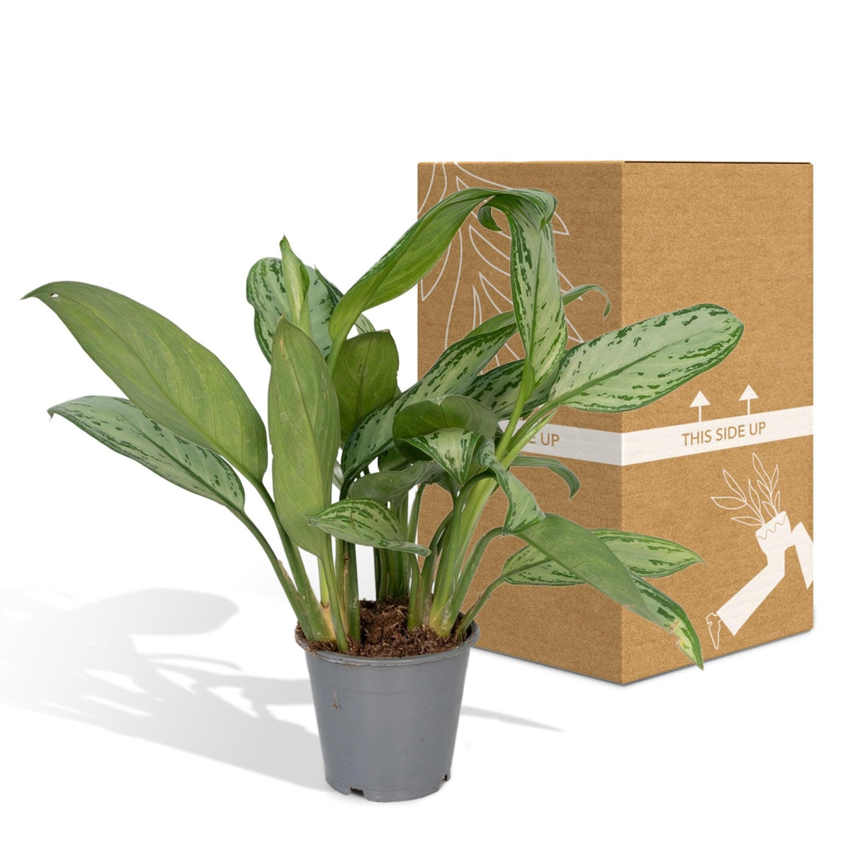 Livraison plante - Aglaonema Christina - h30cm, Ø12cm - plante d'intérieur