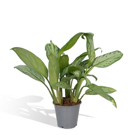 Livraison plante - Aglaonema Christina - h30cm, Ø12cm - plante d'intérieur