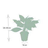 Livraison plante - Aglaonema Crete - h30cm, Ø12cm - plante d'intérieur