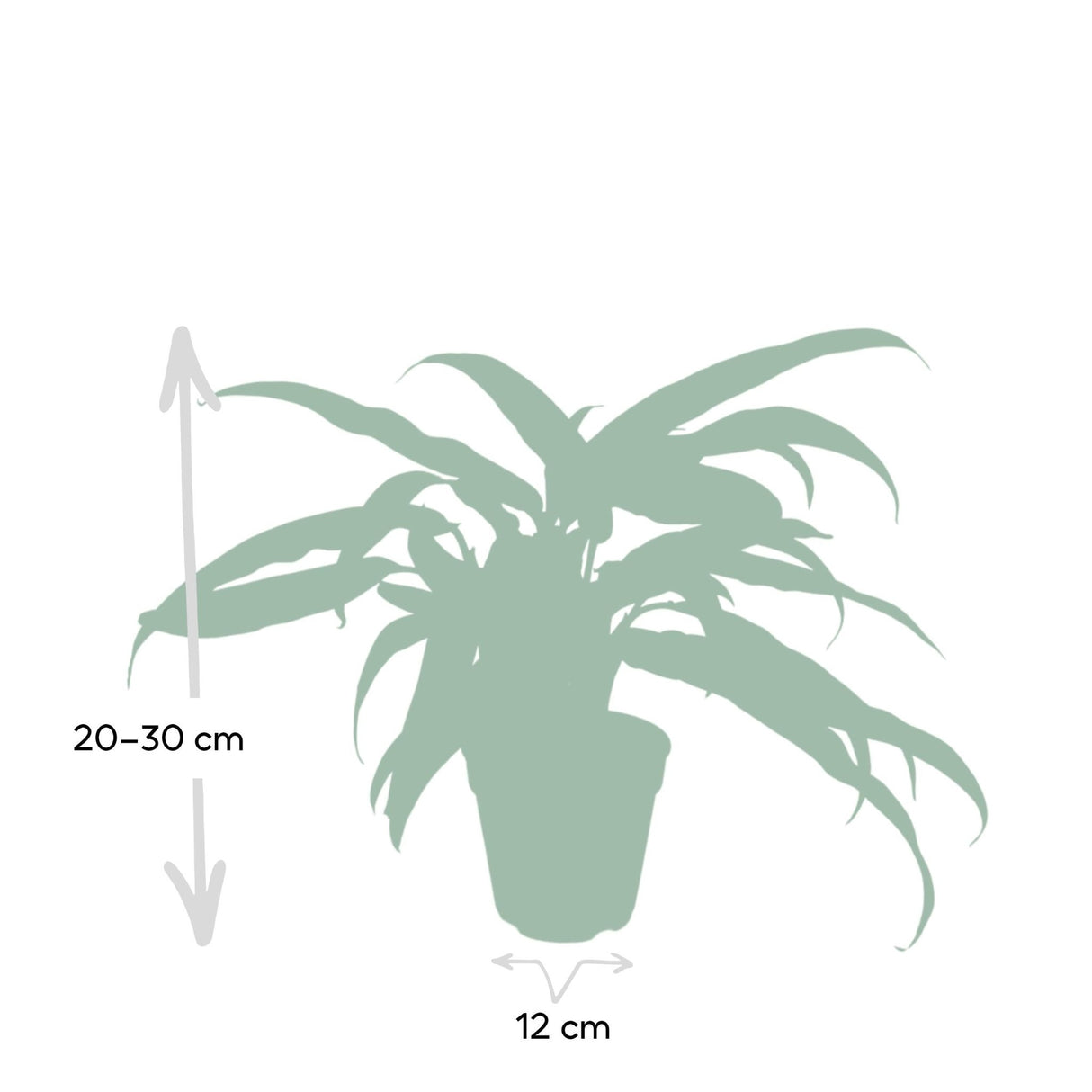 Livraison plante - Aglaonema Cutlass - h30cm, Ø12cm - plante d'intérieur