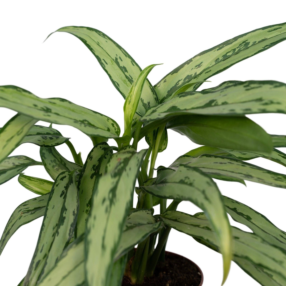 Livraison plante - Aglaonema Cutlass - h30cm, Ø12cm - plante d'intérieur