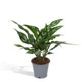 Livraison plante - Aglaonema Maria - h30cm, Ø12cm - plante d'intérieur