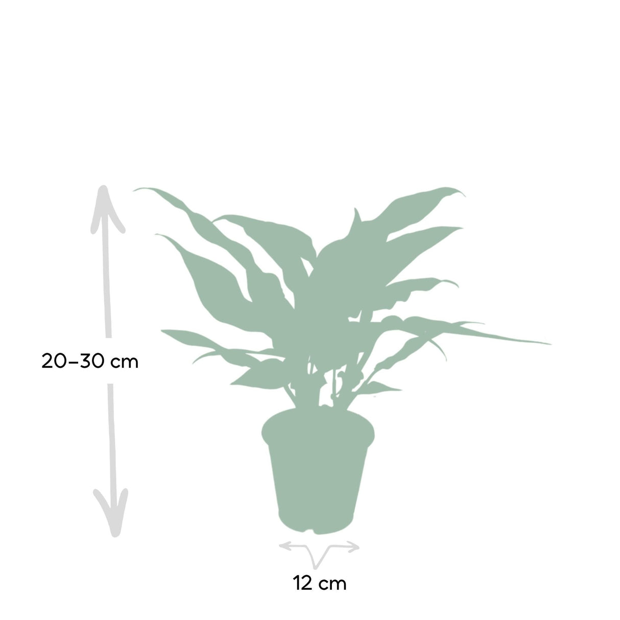 Livraison plante - Aglaonema Maria - h30cm, Ø12cm - plante d'intérieur