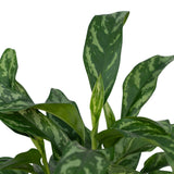Livraison plante - Aglaonema Maria Tigres - h50cm, Ø17cm - plante d'intérieur