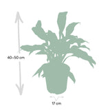 Livraison plante - Aglaonema Maria Tigres - h50cm, Ø17cm - plante d'intérieur