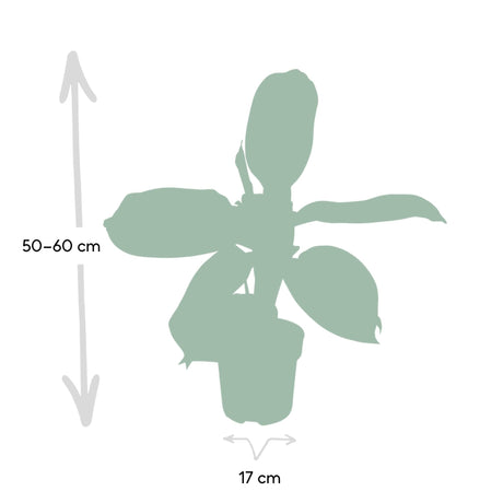 Livraison plante - Aglaonema Silver Bay - h55cm, Ø17cm - plante d'intérieur