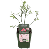 Livraison plante - Airelle rouge pink limonade - ↨45cm - Ø13 - arbre fruitier