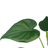 Livraison plante - Alocasia Cucullata - h55cm, Ø19cm - plante d'intérieur