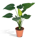 Livraison plante - Alocasia Cucullata - h55cm, Ø19cm - plante d'intérieur