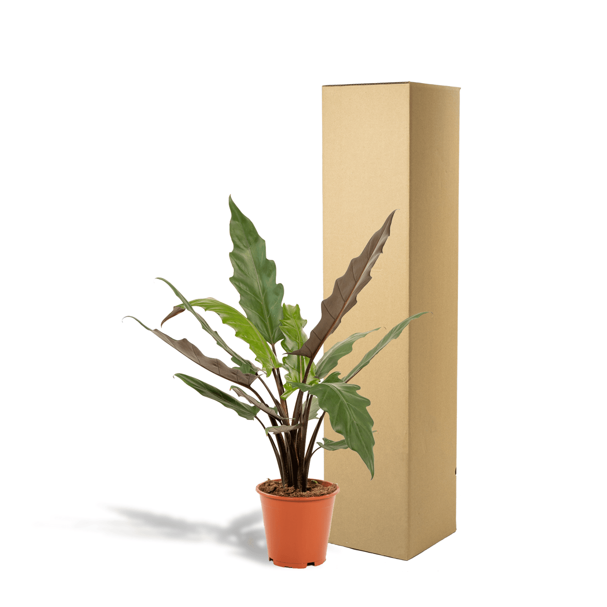 Livraison plante - Alocasia Lauterbachiana - h80cm, Ø19cm - grande plante d'intérieur