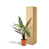 Livraison plante - Alocasia Lauterbachiana - h80cm, Ø19cm - grande plante d'intérieur