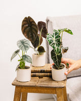 Livraison plante - Alocasia lovers - trio de baby plantes