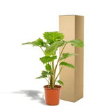 Livraison plante - Alocasia Portodora - h80cm, Ø21cm - grande plante d'intérieur
