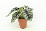 Livraison plante - Alocasia Silver Dragon 12cm