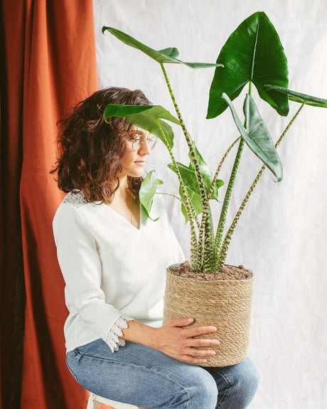 Livraison plante - Alocasia zebrina XL
