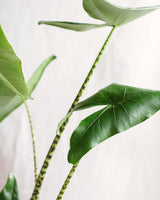 Livraison plante - Alocasia zebrina XL