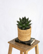 Livraison plante - Aloe Ami