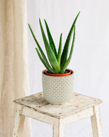 Livraison plante - Aloe Vera 12cm