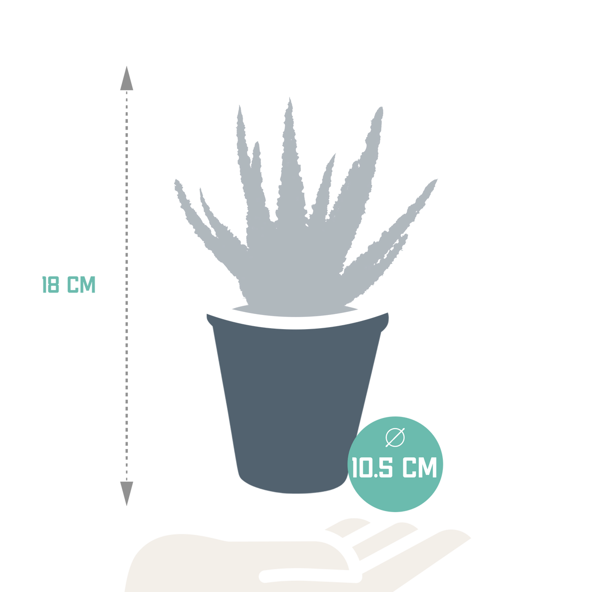 Livraison plante - Aloe Zebrina et son cache-pot terracotta - h18cm, Ø10,5cm - plante d'intérieur succulente