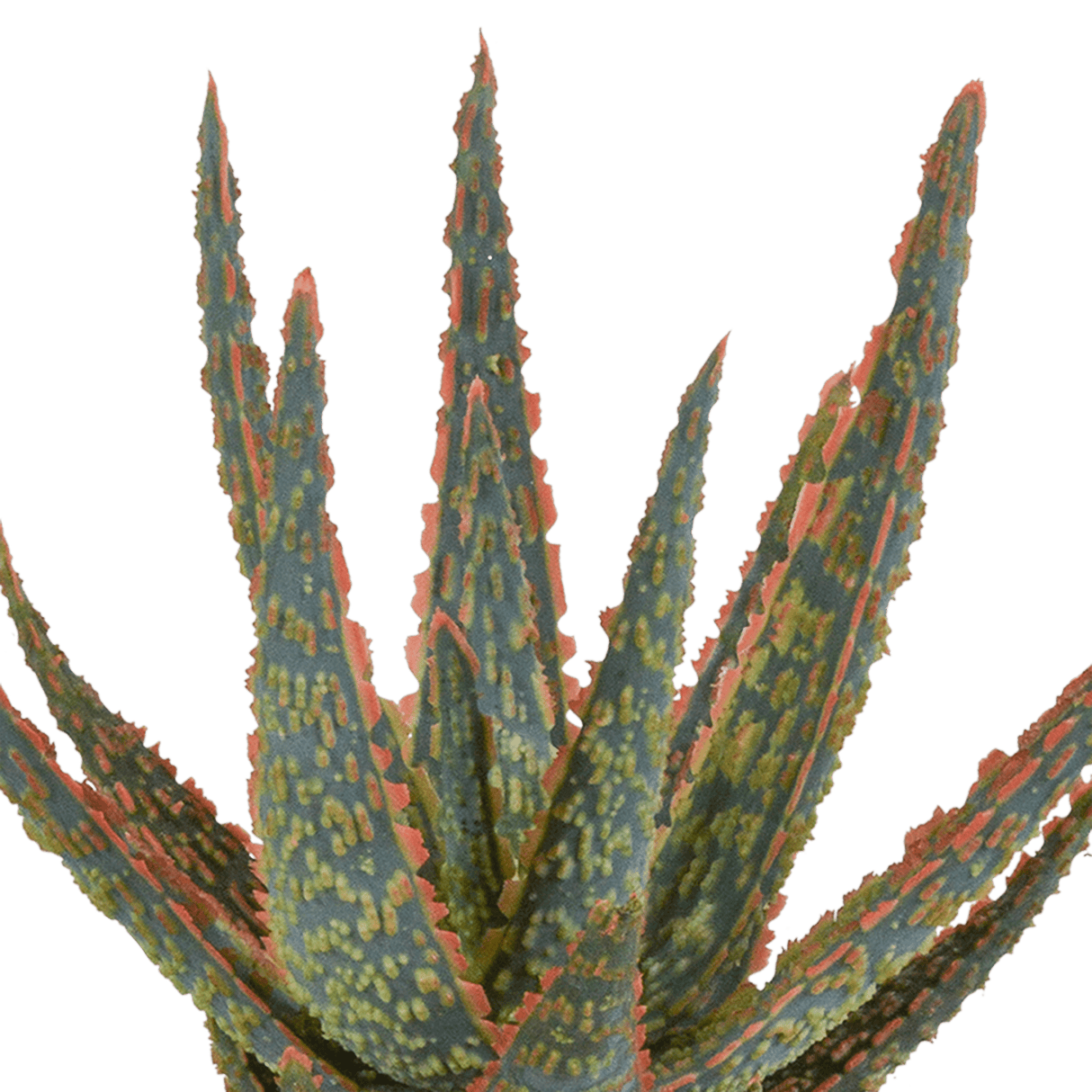 Livraison plante - Aloe Zebrina - h18cm, Ø10,5cm - plante d'intérieur succulente