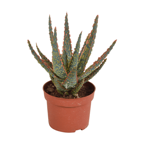 Pots pour plantes grasse et cactus ALPAGA – ecovi