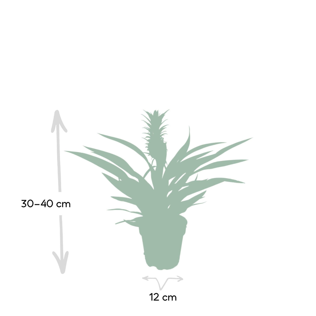 Livraison plante - Ananas Bromelia - h30cm, Ø12cm - plante d'intérieur