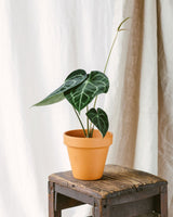 Livraison plante - Anthurium Clarinervium