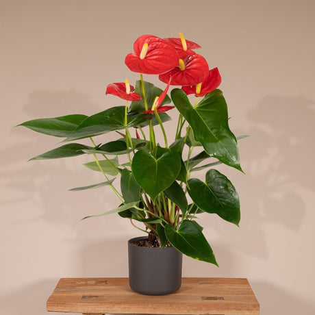 Livraison plante - Anthurium Rouge - h40cm, Ø12cm - plante d'intérieur