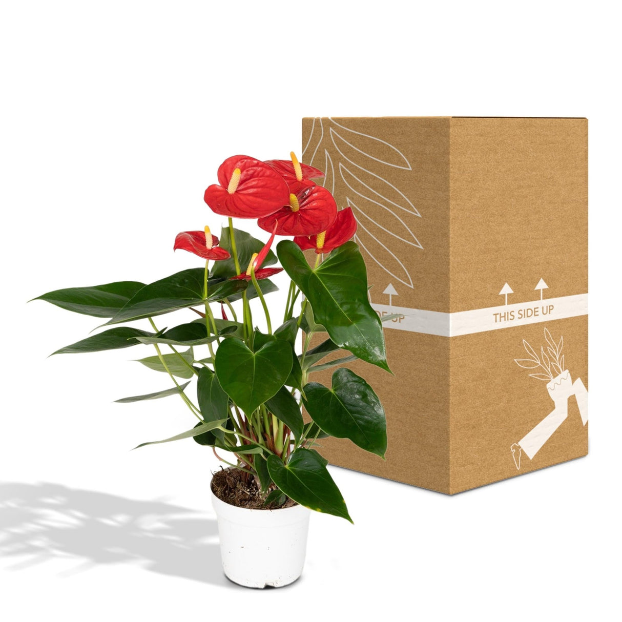 Livraison plante - Anthurium Rouge - h40cm, Ø12cm - plante d'intérieur