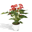 Livraison plante - Anthurium Rouge - h55cm, Ø17cm - plante d'intérieur