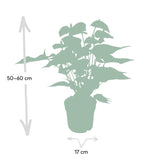Livraison plante - Anthurium Rouge - h55cm, Ø17cm - plante d'intérieur