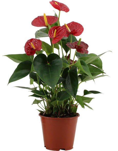 Livraison plante Anthurium Success Red In Transparant Sleeve - Ø14cm - ↕43cm