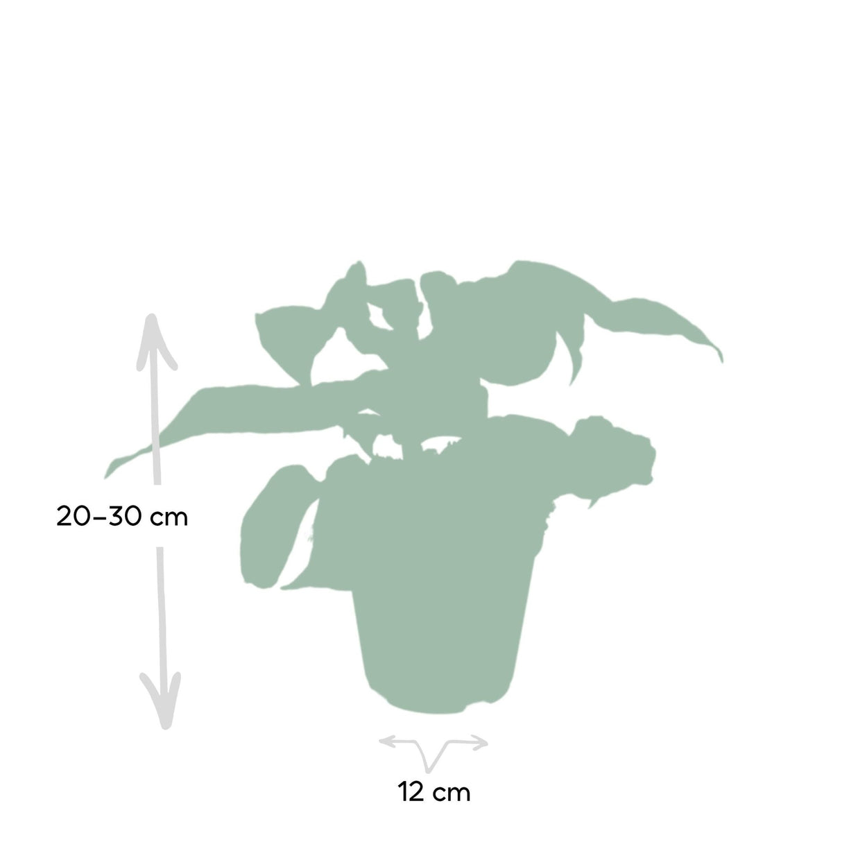 Livraison plante - Aphelandra White Wash - h25cm, Ø12cm - plante d'intérieur