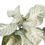 Livraison plante - Aphelandra White Wash - h25cm, Ø12cm - plante d'intérieur