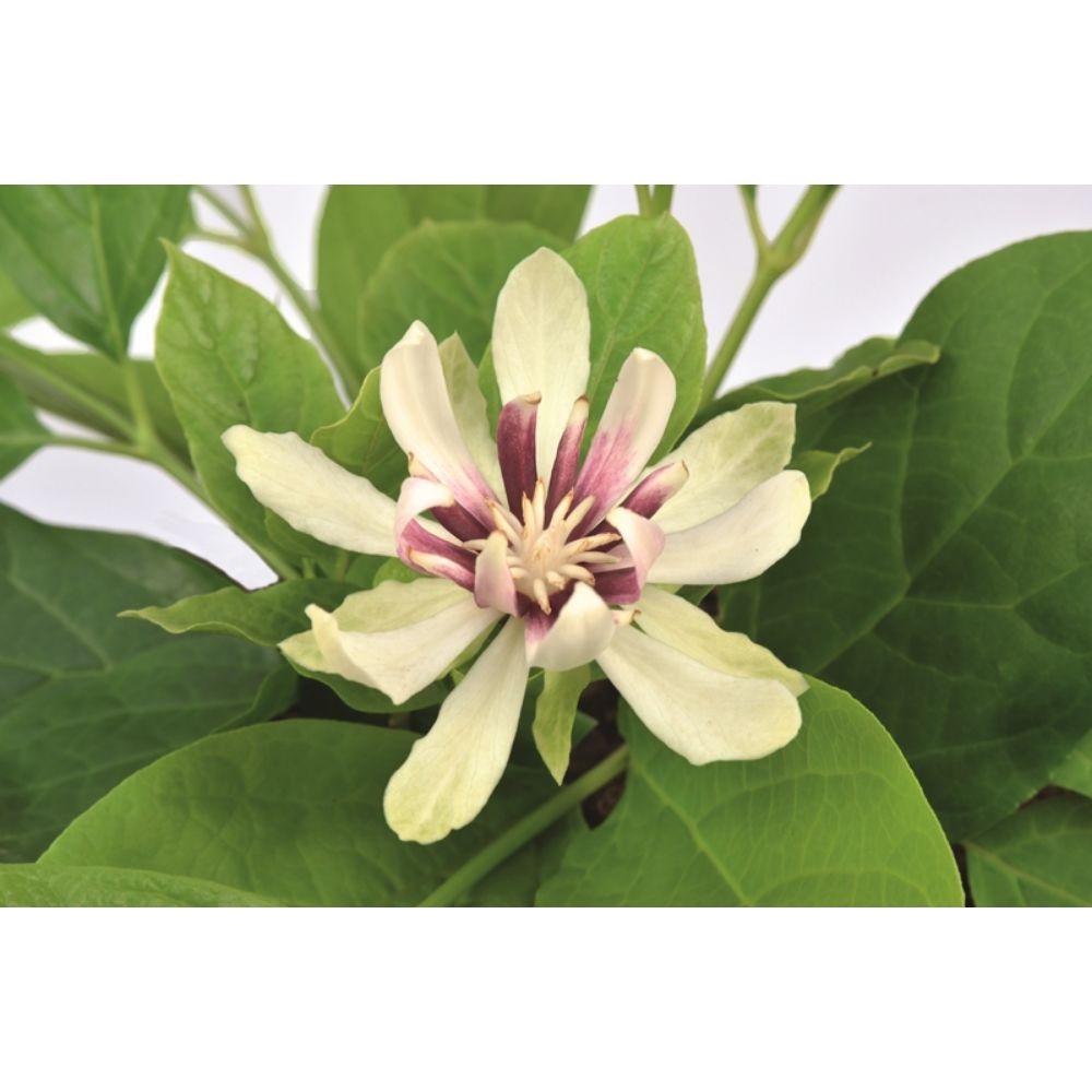 Livraison plante - Arbre aux anémones - ↨30cm - Ø19cm - plante d'extérieur fleurie